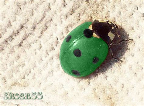 Green Ladybug Easy Guide And Identifying Them With Images
