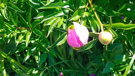 April 5 to 11, 2021. Maine Home Garden News - June 2021 - Cooperative Extension ...