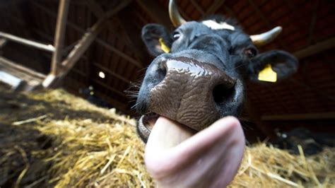 Denmark Passes Law To Ban Bestiality Bbc News