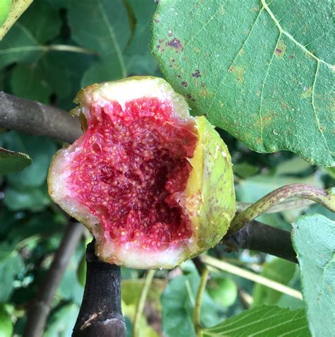 Figs Are Flowers Virgin Homesteader