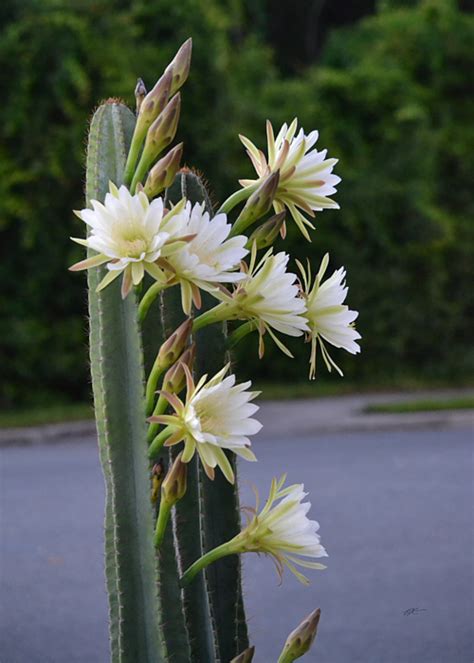 The beautiful flowers form in the summer. Night Blooming Cereus - Cereus Peruvianus Greeting Card ...