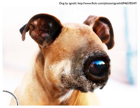 2012 03 03 All Seeing Eye Dog Flickr Photo Sharing