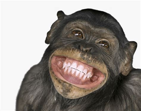 Funny Monkey Images 2 Monkey Smiling Monkeys Funny Funny Monkey