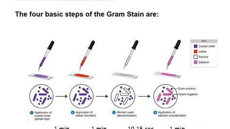 Staining Gram Stain Procedure