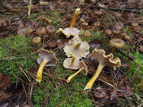 Cantharellaceae Geoffs Fungi And Foraging