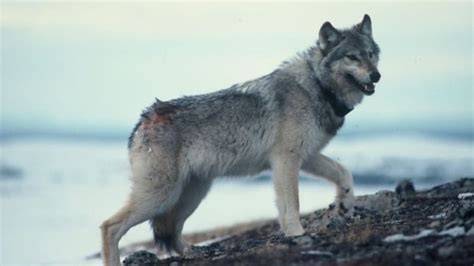 See more ideas about wolf pictures, wolf, beautiful wolves. New study sheds light on relationship between wolves and ...