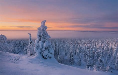 Winter Forest Snow Trees Frost Cold Finland Lapland Hd Wallpaper