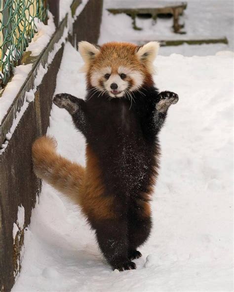 57 Radical Randoms To Click Through When You Re Bored Red Panda Cute Red Panda Panda Day