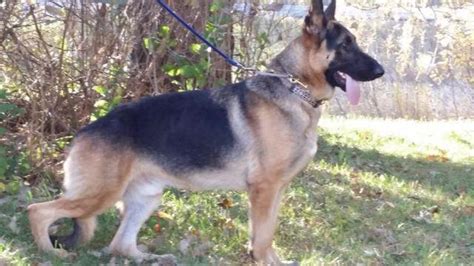 Young Male German Shepherd For Sale For Sale In Quamba Minnesota