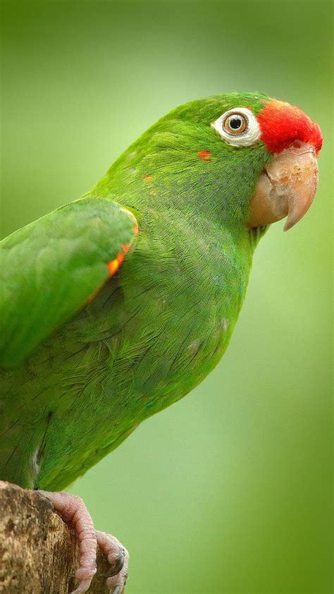 Green Parrot Images Hd Wallpaper