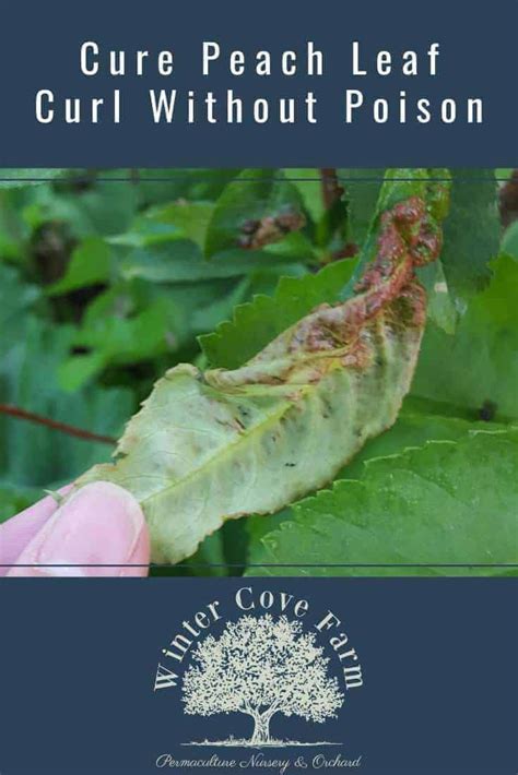 Stop Peach Leaf Curl Naturally Winter Cove Farm In 2021 Peach Tree