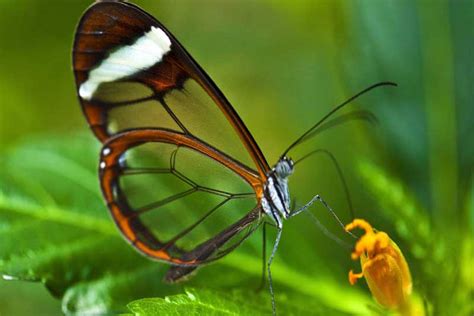 10 Beautiful Butterflies In The World Depth World