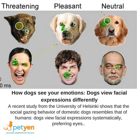 How Dogs See Your Emotions Dogs View Facial Expressions Differently
