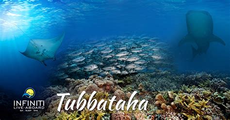 Infiniti Live Aboard All Trips Tubbataha Reefs Natural
