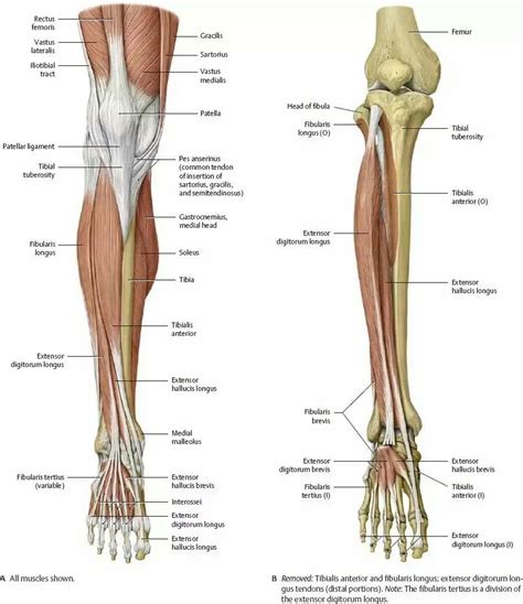 Pin By Blumen Zaf On Foot Tread Human Muscle Anatomy Medical