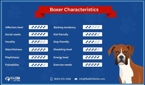 Boxer Dog Breed Profile Origin Personality Traits And Facts