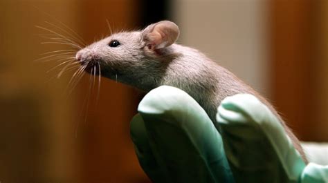 Perhaps Scientists Like Lab Mice Too Much Wbur