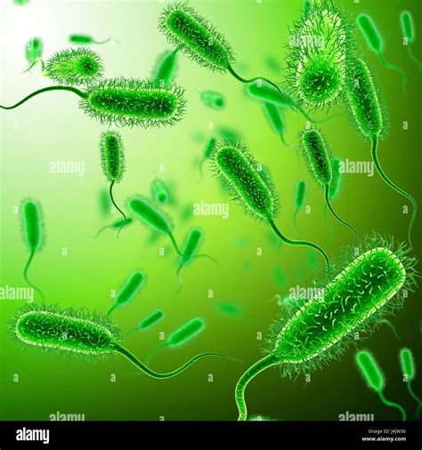 Illustration Of E Coli Bacteria Hi Res Stock Photography And Images Alamy