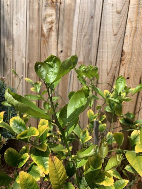 When lemon tree leaves start to curl, it can indicate one or more of a number of things. Ask a Question forum: Meyer lemon tree leaves yellowing ...