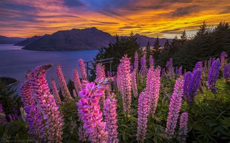 Pink Flowers Lupins Lake Mountains Sunset Red Sky Beautiful Hd Wallpaper