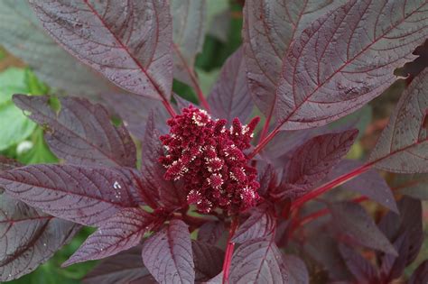 Amaranth Red Brim Seed Co