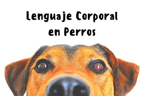 Significado Del Lenguaje Corporal En Perros Zbrain Escuela De Veterinaria