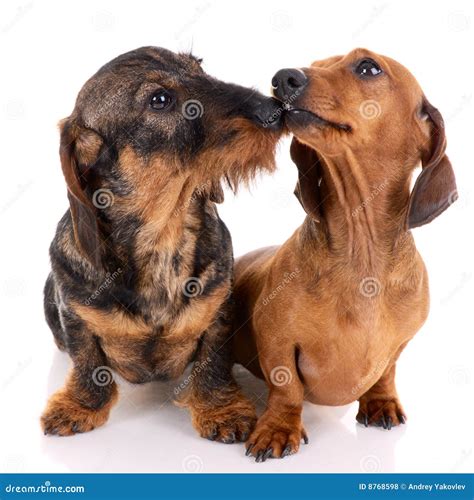 Two Dachshunds Stock Photo Image Of Studio Animal Doggy 8768598