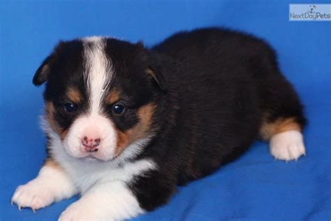 The cheapest offer starts at £1,350. Black Tri Female: Corgi puppy for sale near La Crosse ...
