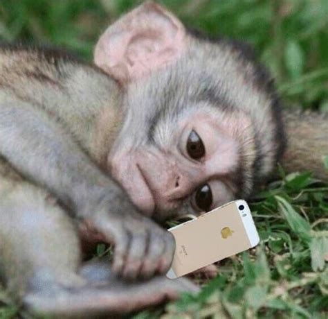 This Image Shows A Little Baby Monkey Lying In The Grass He Has A Sad