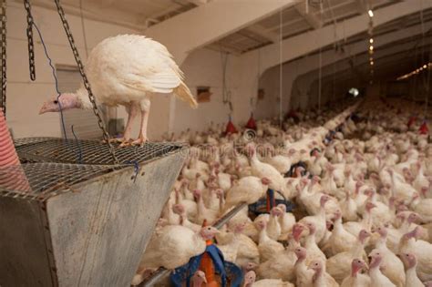 Production Processes Taking Place At A Poultry Farm Where Adult Turkeys
