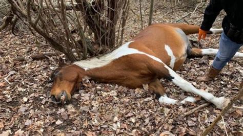 Kentucky Horse Killings Police Hunt After 20 Found Shot Dead Bbc News