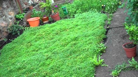 Today's lawn care create and maintain beautiful lawns and landscaping in riverview, brandon, apollo beach, fl and surrounding areas. My Garden - Tomato chamomile lawn and lavender - YouTube