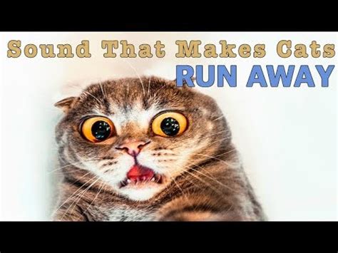 Photo by scott barbour/getty images. Sound That Makes Cats Run Away | HQ - YouTube