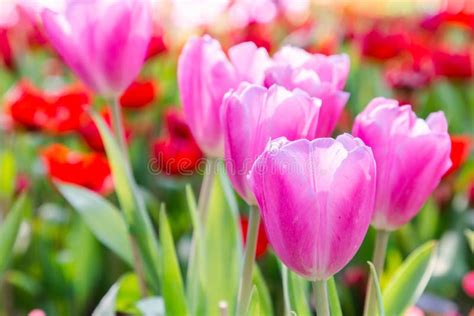 Tulip Flower Beautiful Tulips In Tulip Field With Green Leaf