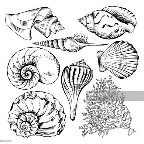 Seashell Line Drawing at GetDrawings | Free download