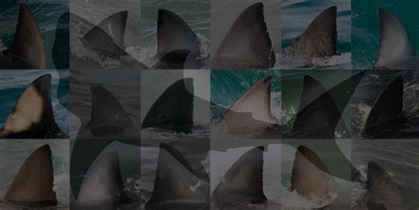 South African Great White Shark Photographic Identification Catalogue