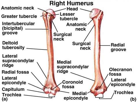 Pt Students Trail Guide Humerus