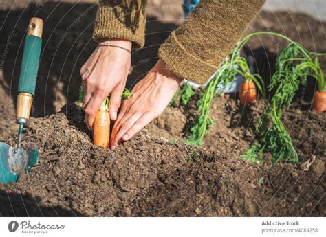 Getreidefrau Beim Ernten Von Karotten Im Garten Ein Lizenzfreies