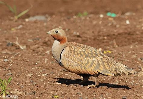 Black Bellied Sandgrouse Pterocles Orientalis Male Locality