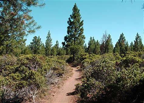The bend oregon mrazek trail is one of the best trails in the bend area, offering fast terrain over a long riding season. Mrazek Mountain Biking and Hiking Trail