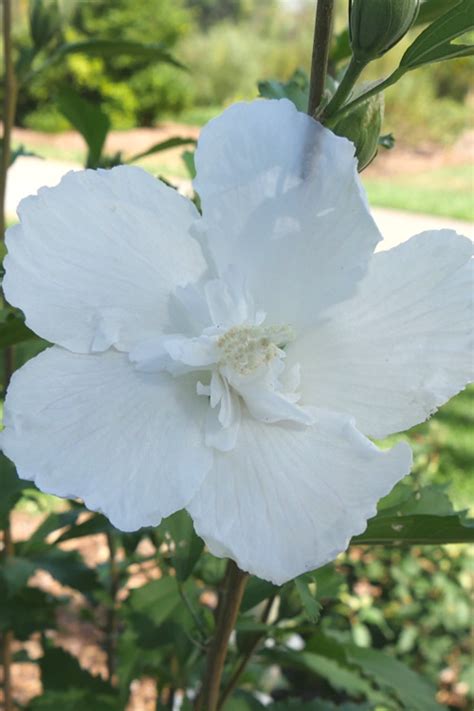 White Pillar Rose Of Sharon Wilson Bros Gardens 2 Gallon