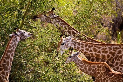 Giraffe Facts Habitat Behavior Diet