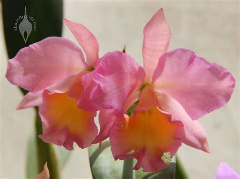 Aboutorchids Blog Archive Orchid Valentine
