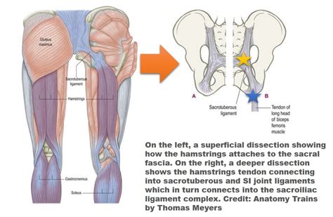Summer is coming, which means shorts are in the near future! hamstrings surgery recovery
