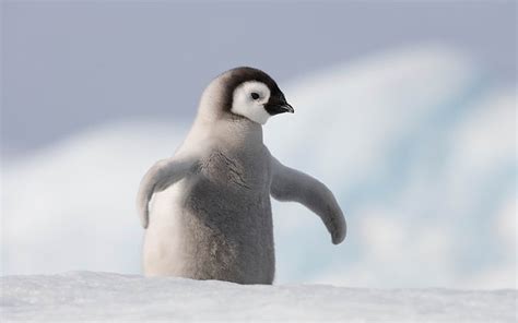 ハッピー南極ペンギンhdデスクトップ壁紙04、 灰色のペンギン、 Hdデスクトップの壁紙 Wallpaperbetter