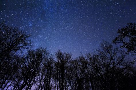 A Beautiful Starry Night In The Middle Of A Forest Stock Photo