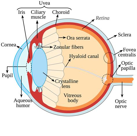 Zonulolysis Eye Patient