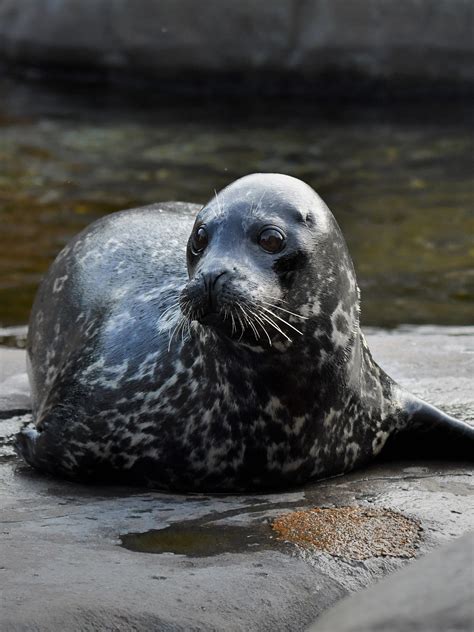 Saint Louis Zoo Harbor Seal