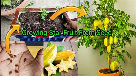 How To Grow Star Fruit In Pot From Seed To Harvest Full 2 Years