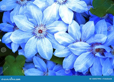 Blue Flowers Closeup Natural Background Beautiful Blue Flower Stock